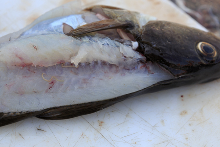 Cod worm parasite in cod fish.