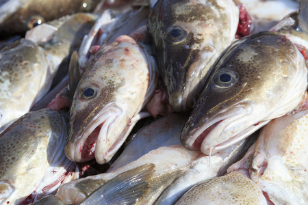 High quality cod heads in the market.