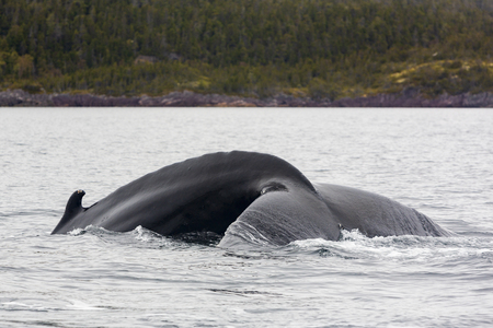 Humpback whale tail showing as whale dives for food in Trinity Bay, Newfoundland and Labrador, Canada.の写真素材