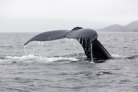 Humpback whale tail showing as whale dives for food in Trinity Bay, Newfoundland and Labrador, Canada.の写真素材