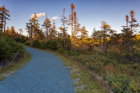 Voiseyâs Brook walking trail, Portugal Cove, Newfoundland and Labrador, Canada. Autumn color and light on a walking trail.の写真素材
