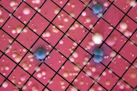 E. coli growing on DC media. Showing blue colonies for E. coli.の写真素材