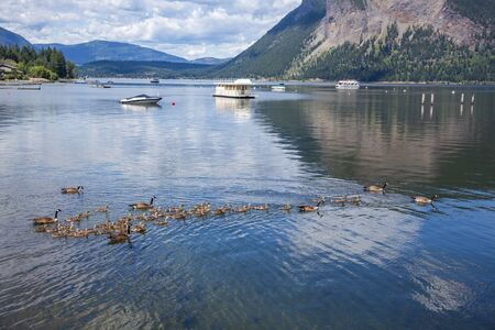 Canada geese with goslings during the summer on a lake. These birds are sometimes considered pest that cause environmental damage.の写真素材