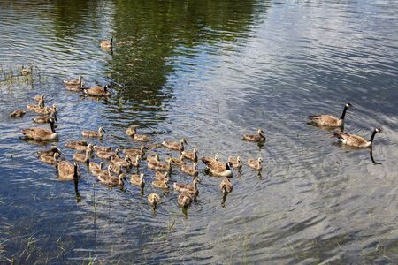 Canada geese with goslings during the summer on a lake. These birds are sometimes considered pest that cause environmental damage.の写真素材