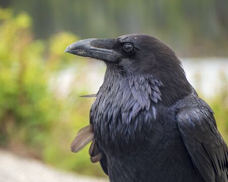 The common raven (Corvus corax) is an all-black passerine bird common in many parts of the world.の写真素材