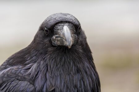 The common raven (Corvus corax) is an all-black passerine bird common in many parts of the world.の写真素材