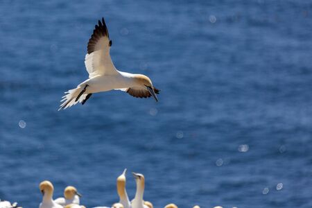 Northern Gannets at Cape St. Mary's Ecological Reserve in Newfoundland and Labrador, Canada. の写真素材