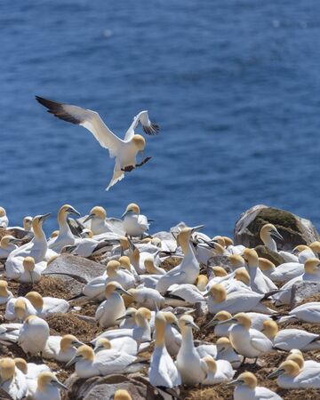 Northern Gannets at Cape St. Mary's Ecological Reserve in Newfoundland and Labrador, Canada. の写真素材