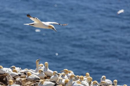 Northern Gannet at Cape St. Mary's.の写真素材