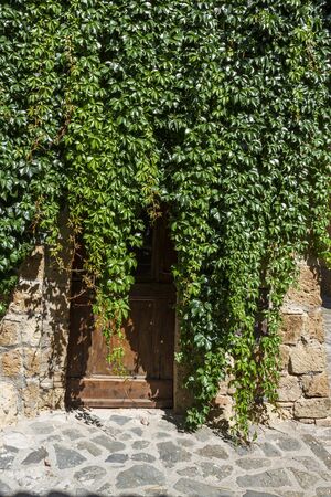Wooden front door covered in vines.の写真素材