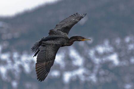 A cormorant in flight showing wingspan.