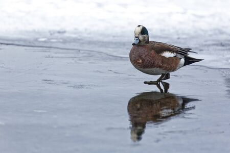 American wigeon walking on a frozen lake.の写真素材