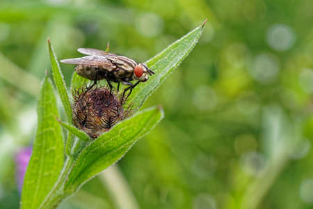 A fly resting on a plant.の写真素材