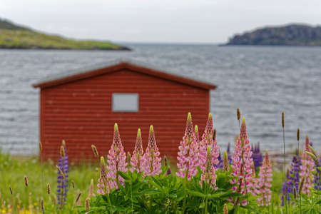 Bright colored lupins growing near a fishing stage in rural Newfoundland and Labrador.の写真素材
