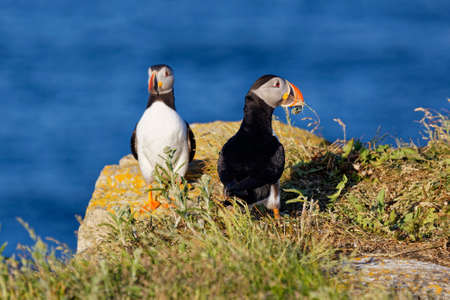 Atlantic puffin with grass in its beak on the rocky cliffs along the coastline of Newfoundland and Labrador.の写真素材