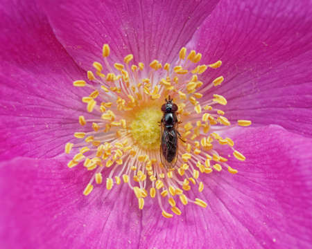 A fly feeding on the nectar of a wild rose.の写真素材