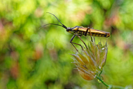 A meadow plant bug is a common grass seed pest.の写真素材