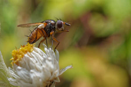A fly on a white and yellow flower with pollen on its body.の写真素材
