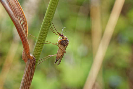 A mosquito on a blade of grass.の写真素材