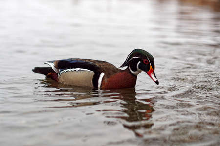Beautiful, brightly colored,  male Wood Duck swimming in a lake.の写真素材