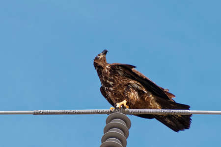 A molting juvenile bald eagle resting on a utility wire.の写真素材