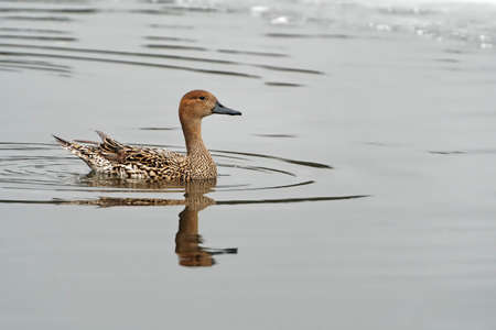 Northern pintail, Anas acuta, swimming in a lake.の写真素材