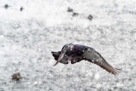 A feral pigeon, Livia domestica, flying during an extreme snowsquall.の写真素材