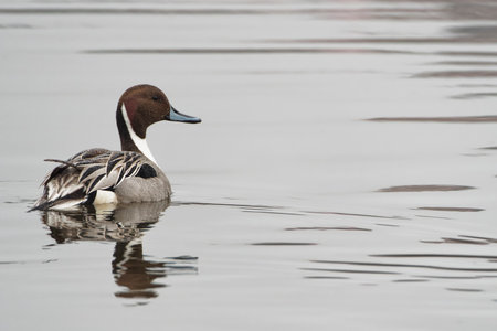 Northern pintail, Anas acuta, swimming in a lake.の写真素材