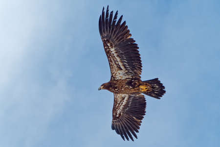 A molting juvenile bald eagle flying.の写真素材