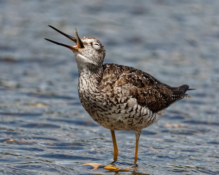 A yellowlegs feeding on a stickleback in a lake.の写真素材