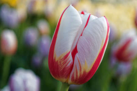 Colorful tulips blooming in spring. Fresh flowers growing in the garden.の写真素材