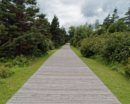 Wooden walkway with trees and clouds.の写真素材