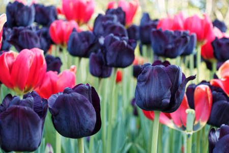 Colorful tulips blooming in spring. Fresh flowers growing in the garden.の写真素材