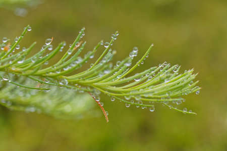 Water droplets on Larch tree needles.の写真素材