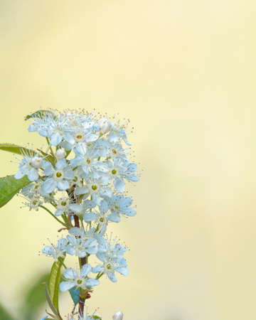 The flower of the Pin Cherry tree, Prunus Pensylvanica.の写真素材