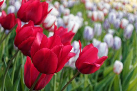 Colorful tulips blooming in spring. Fresh flowers growing in the garden.の写真素材