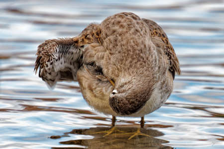 Long-billed Dowitcher standing a lake.の写真素材