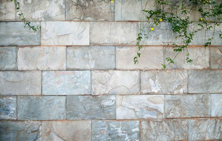 brick wall with green leavesの写真素材