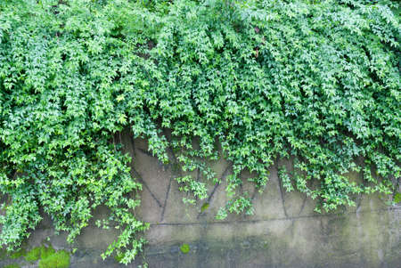 brick wall with green leaves