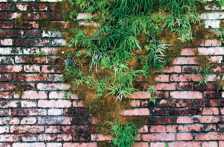 Natural ivy frame on an old brick wallの写真素材