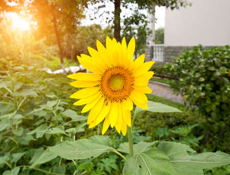 Close-up of sun flower の写真素材
