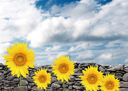 Beautiful sunflowers in the field with bright blue skyの写真素材