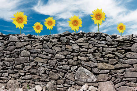 smiling sunflowerの写真素材