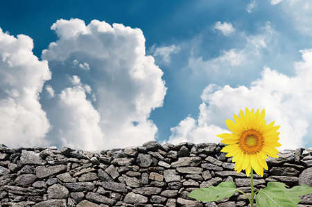 smiling sunflowerの写真素材