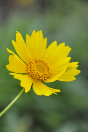 flowerの写真素材