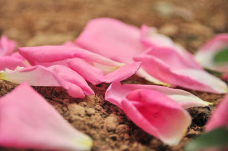 petalの写真素材