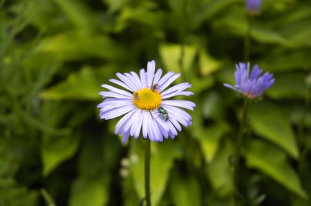 three insects gathering on single camomile
