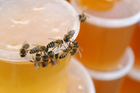 Group of bees eating honey on the potの写真素材