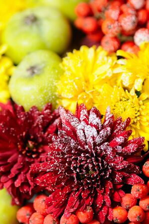 apple pear and ash-berry covered by hoarfrostの写真素材