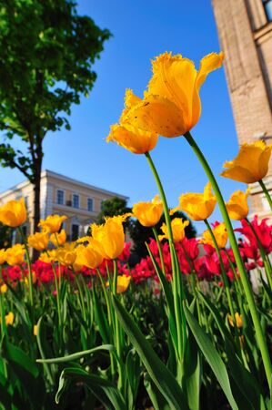 Rows of tulips against blue skyの写真素材